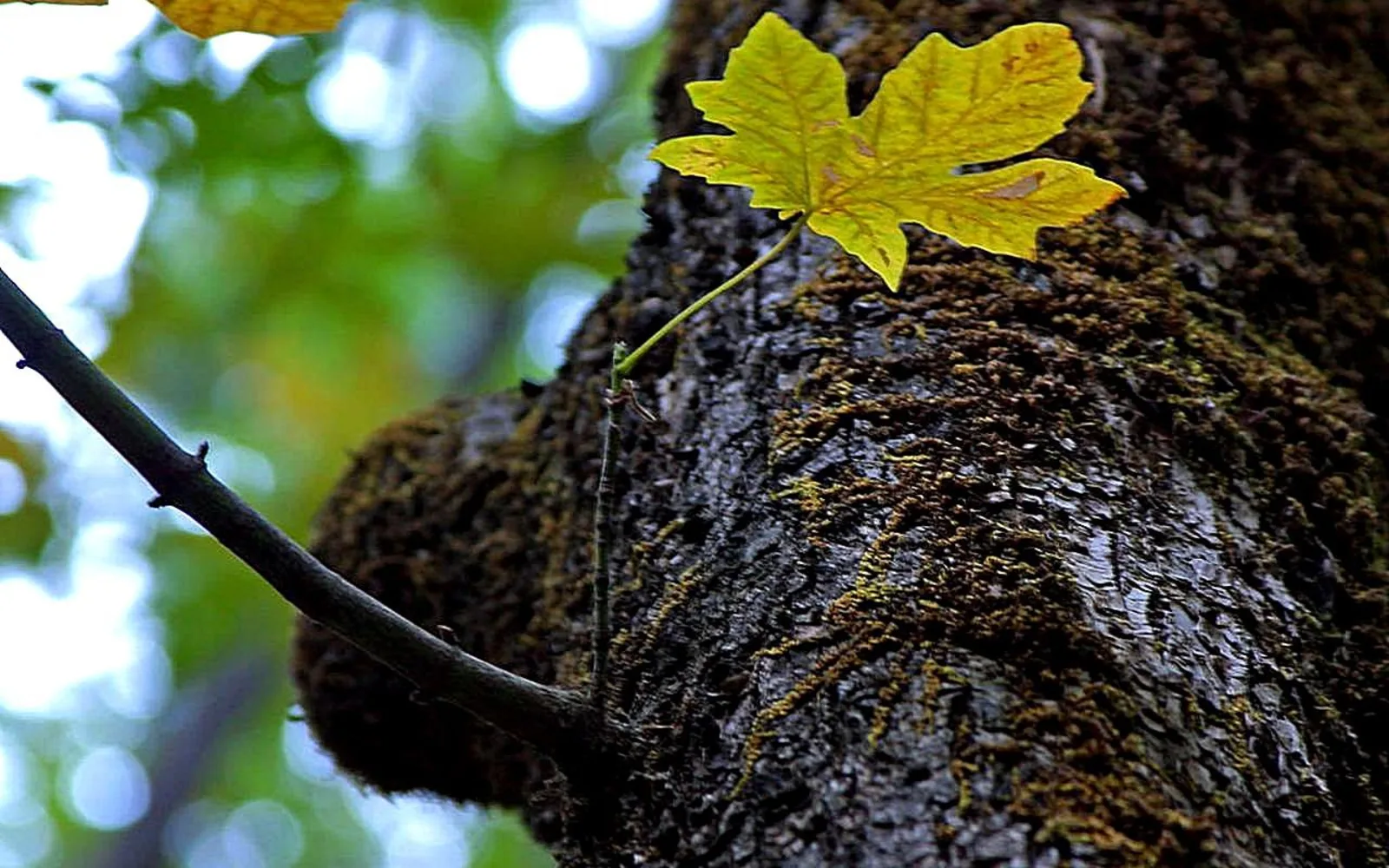 Oak tree representing Ventura's natural heritage and local vegetation